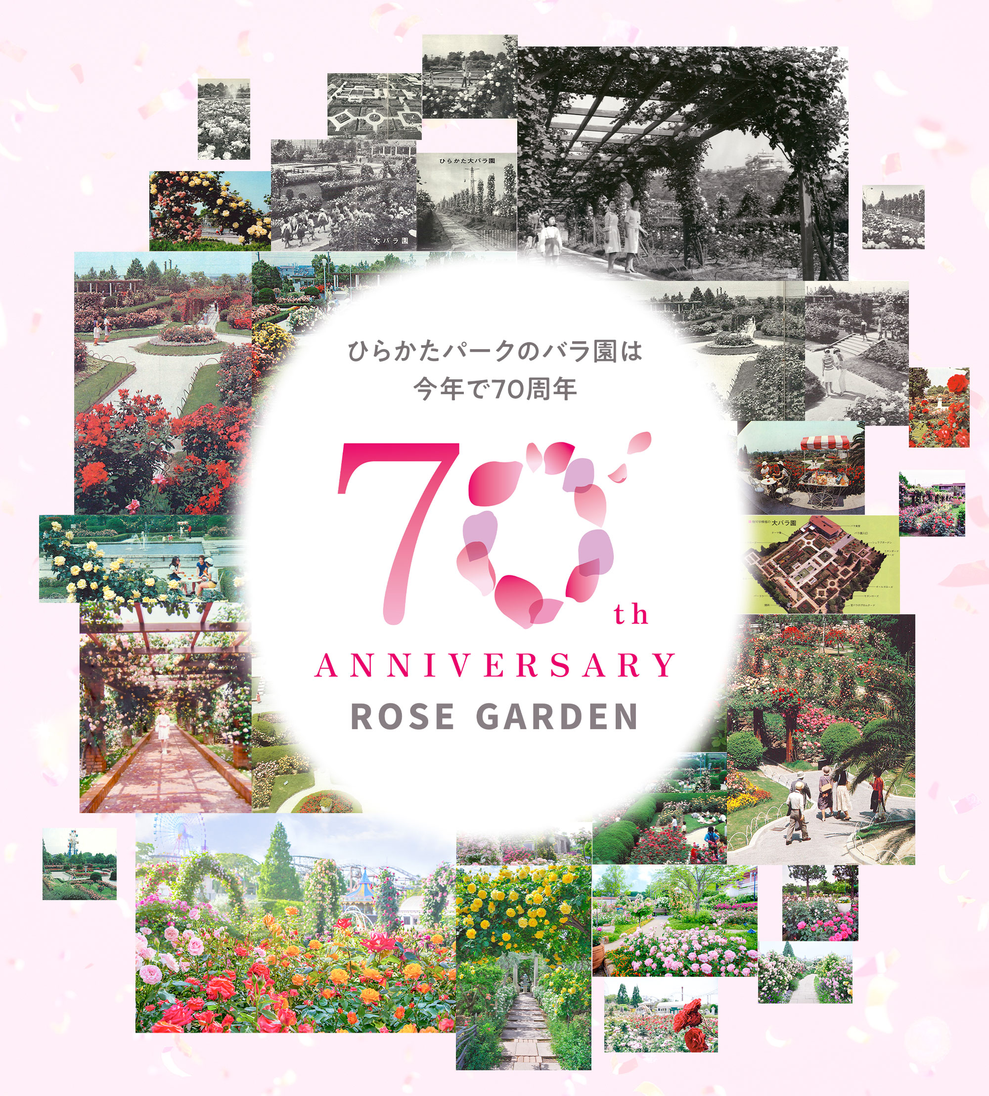 今年70周年となる歴史あるバラ園 ローズガーデン | ひらかたパーク